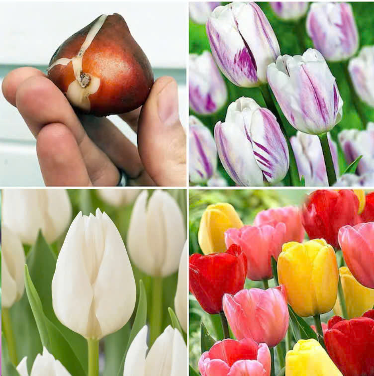 Premium Hollanda Lale soğanları