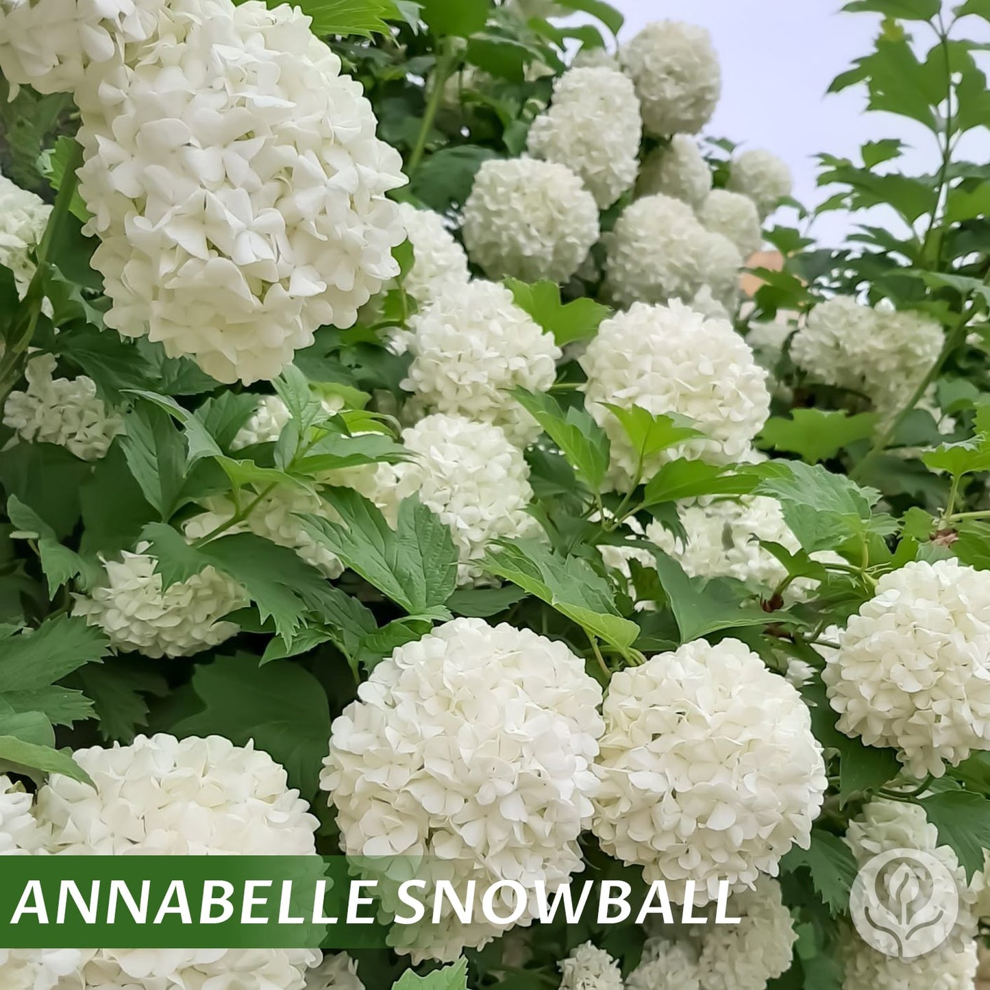 Kraliyet Ortanca Tohumları | Gardenizi
