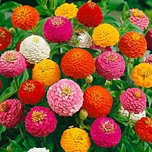 Zinnia Tohumları