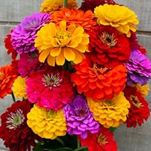 Zinnia Tohumları