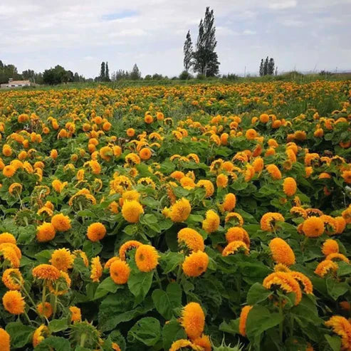 Teddy Bear Sunflower Seeds.