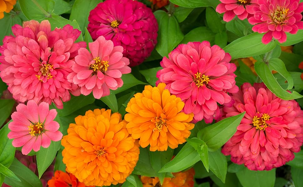 Zinnia Tohumları