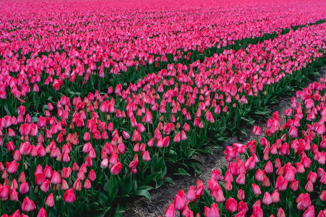 Premium Hollanda Lale Soğanları • Gardenizi