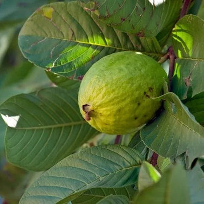 Pink Guava Seeds • Gardenizi
