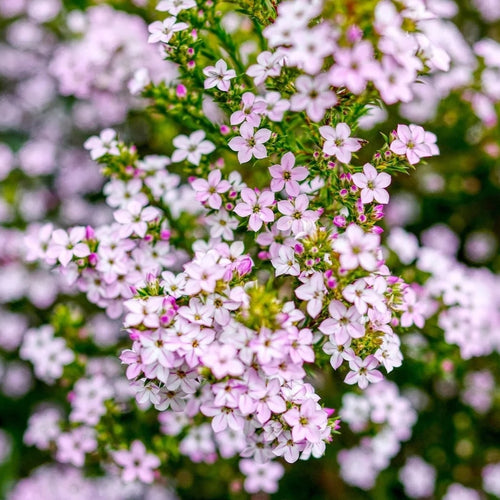 'Pembe' Diosma Tohumu