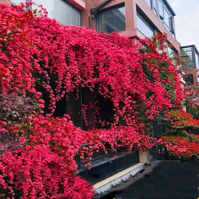 Rosa Banksiae Tohumları