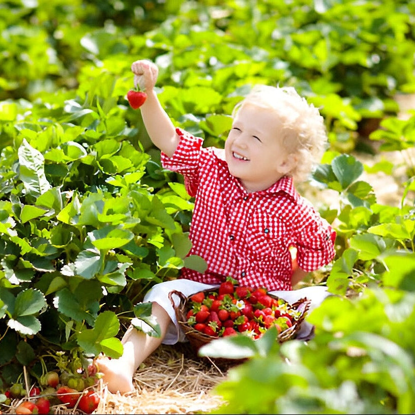 Royal Çilek Tohumu • Gardenizi