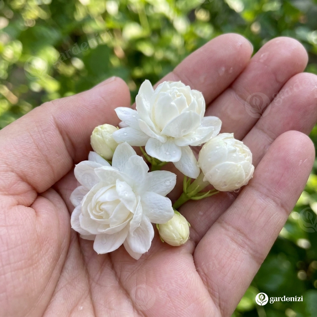 Majestic Jasmine Seeds • Gardenizi