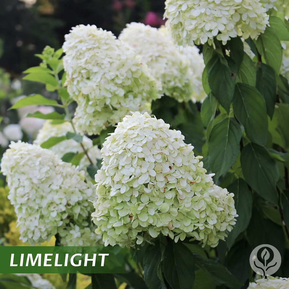 Kraliyet Ortanca Tohumları | Gardenizi