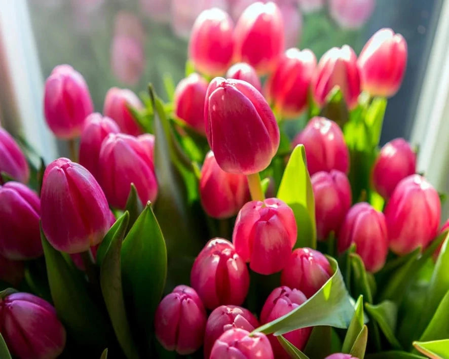 Premium Hollanda Lale Soğanları • Gardenizi