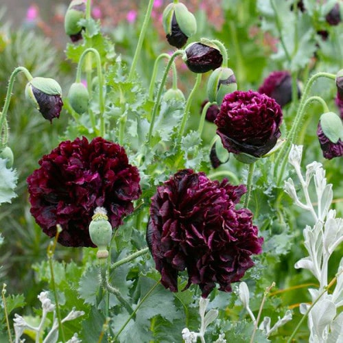 Black Beauty Şakayık Çiçek Tohumları
