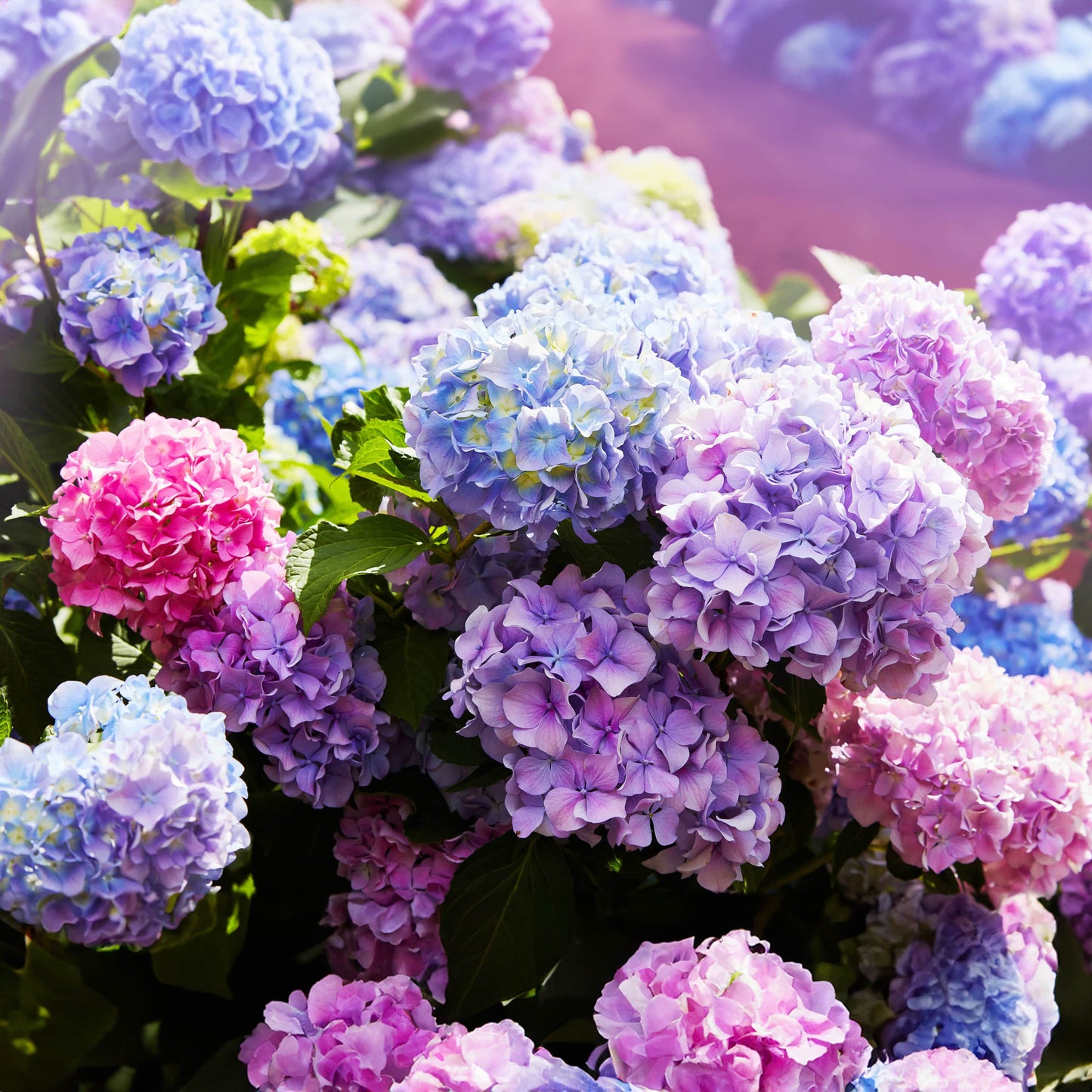 Kraliyet Ortanca Tohumları | Gardenizi