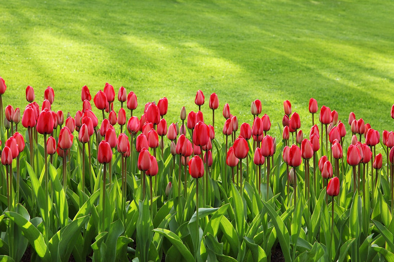 Premium Hollanda Lale Soğanları • Gardenizi
