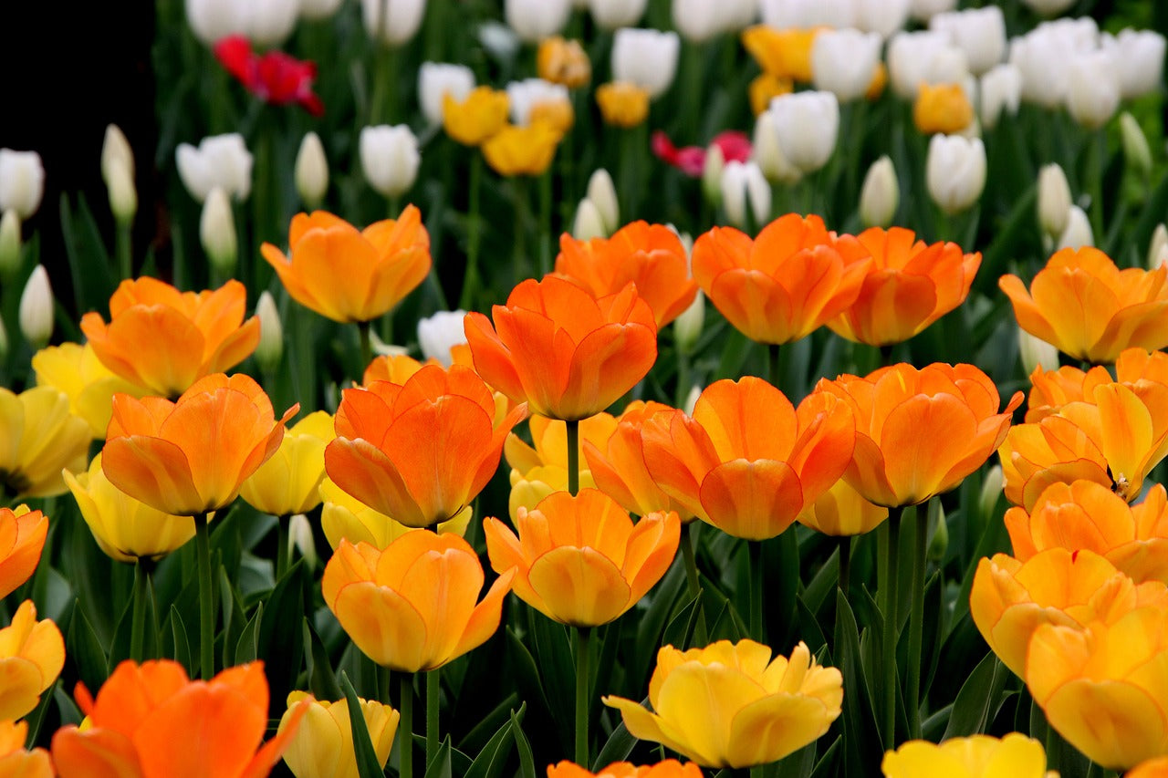 Premium Hollanda Lale Soğanları • Gardenizi