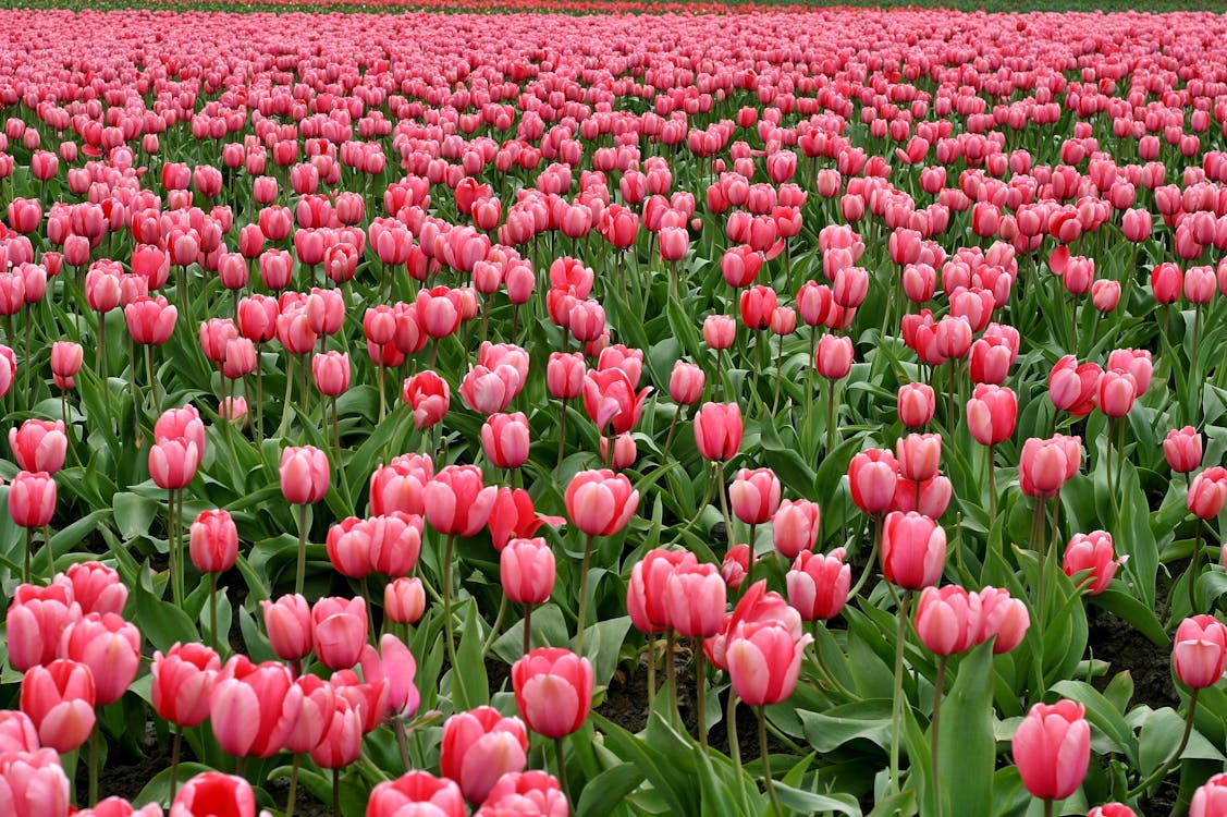 Premium Hollanda Lale Soğanları • Gardenizi