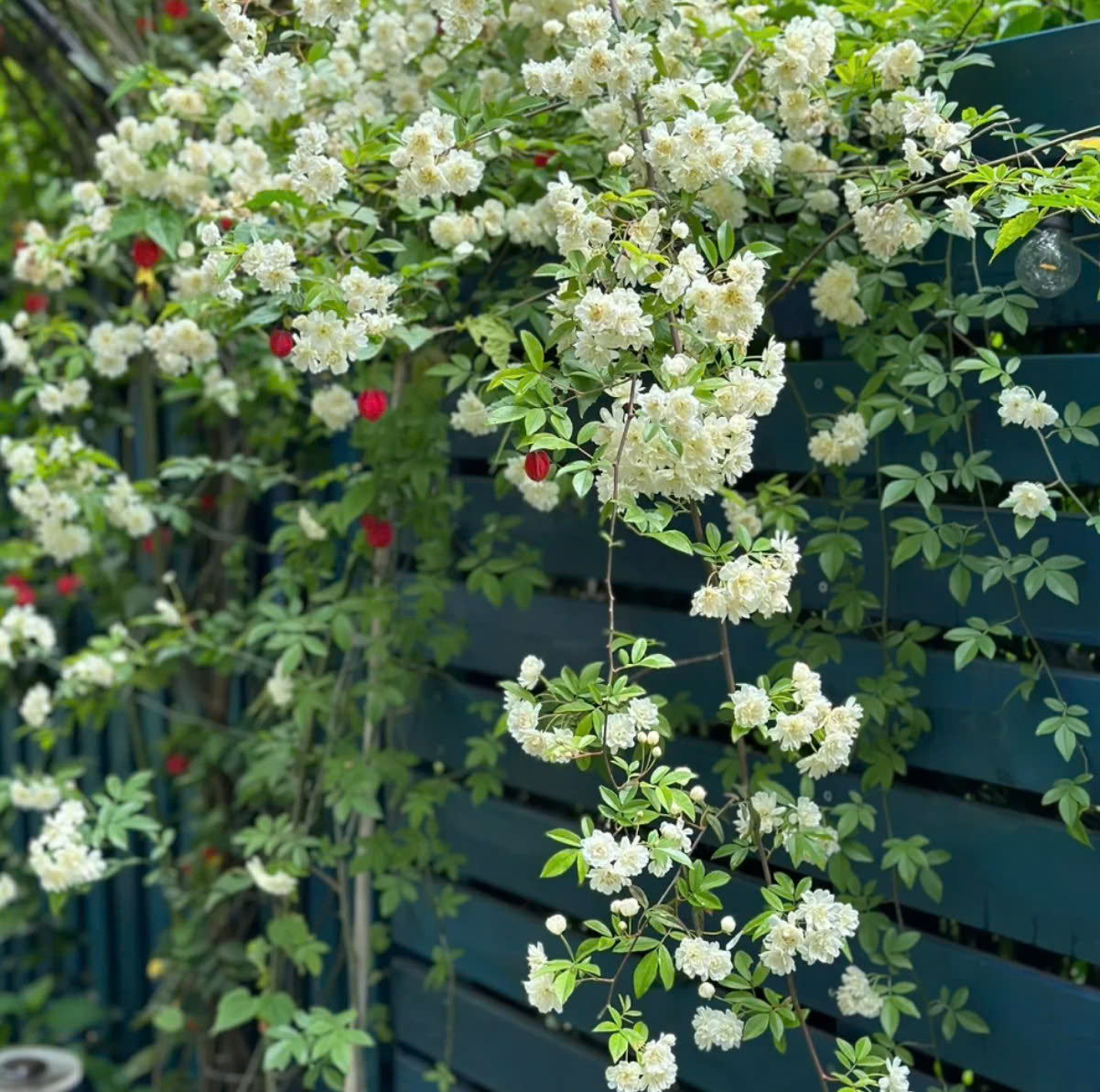 Rosa Banksiae Tohumları