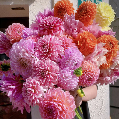 Mixed Dahlia Seeds.