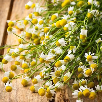 German Chamomile Seeds.