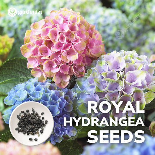 Kraliyet Ortanca Tohumları | Gardenizi