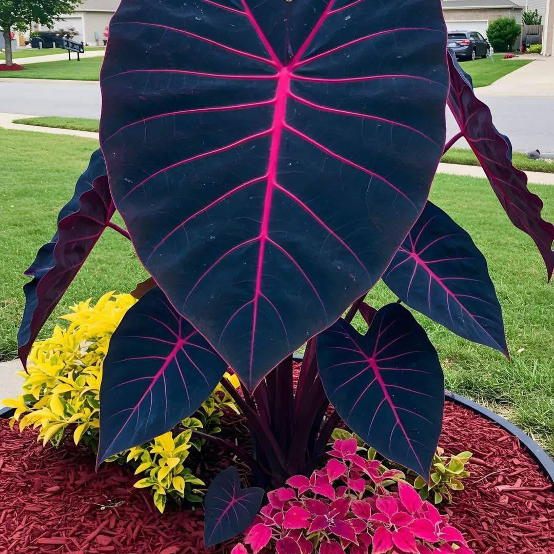 Rare Giant Caladium Seeds • Gardenizi