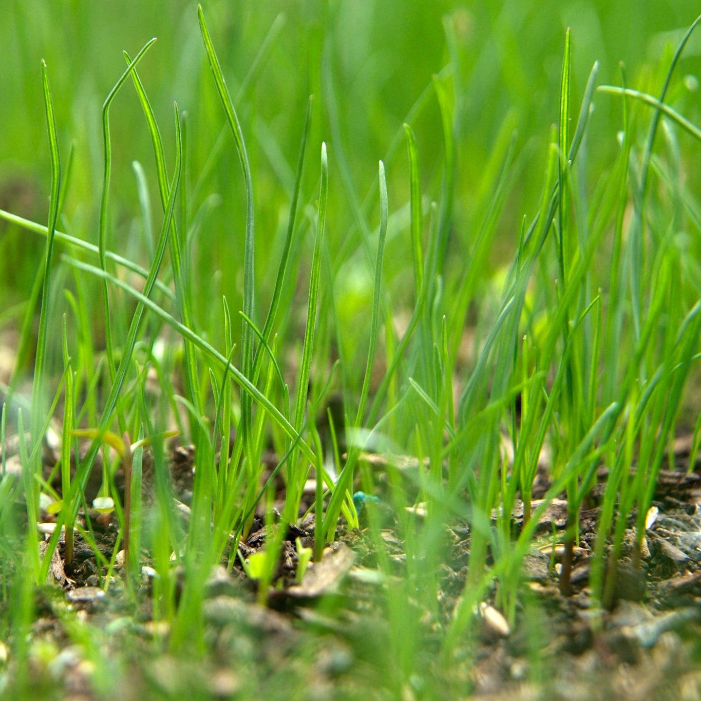 Kraliyet Çim Tohumları • Gardenizi 