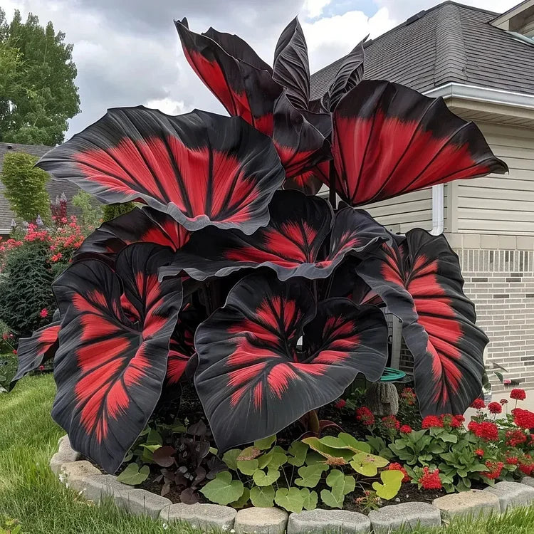 Rare Giant Caladium Seeds • Gardenizi