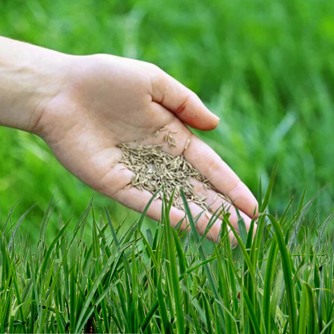 Kraliyet Çim Tohumları • Gardenizi 