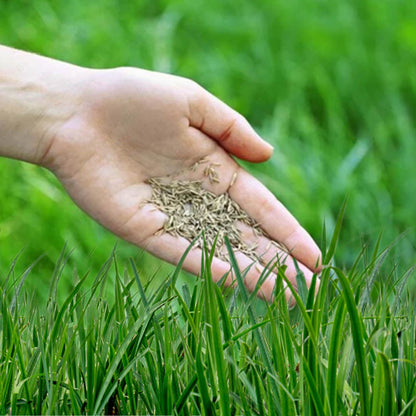 Kraliyet Çim Tohumları • Gardenizi 