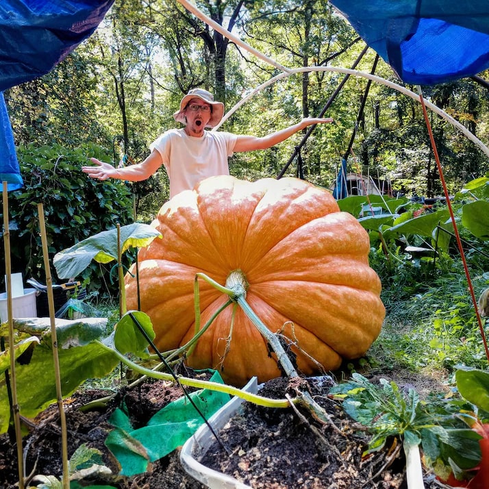Süper Dev Balkabağı Gardenizi