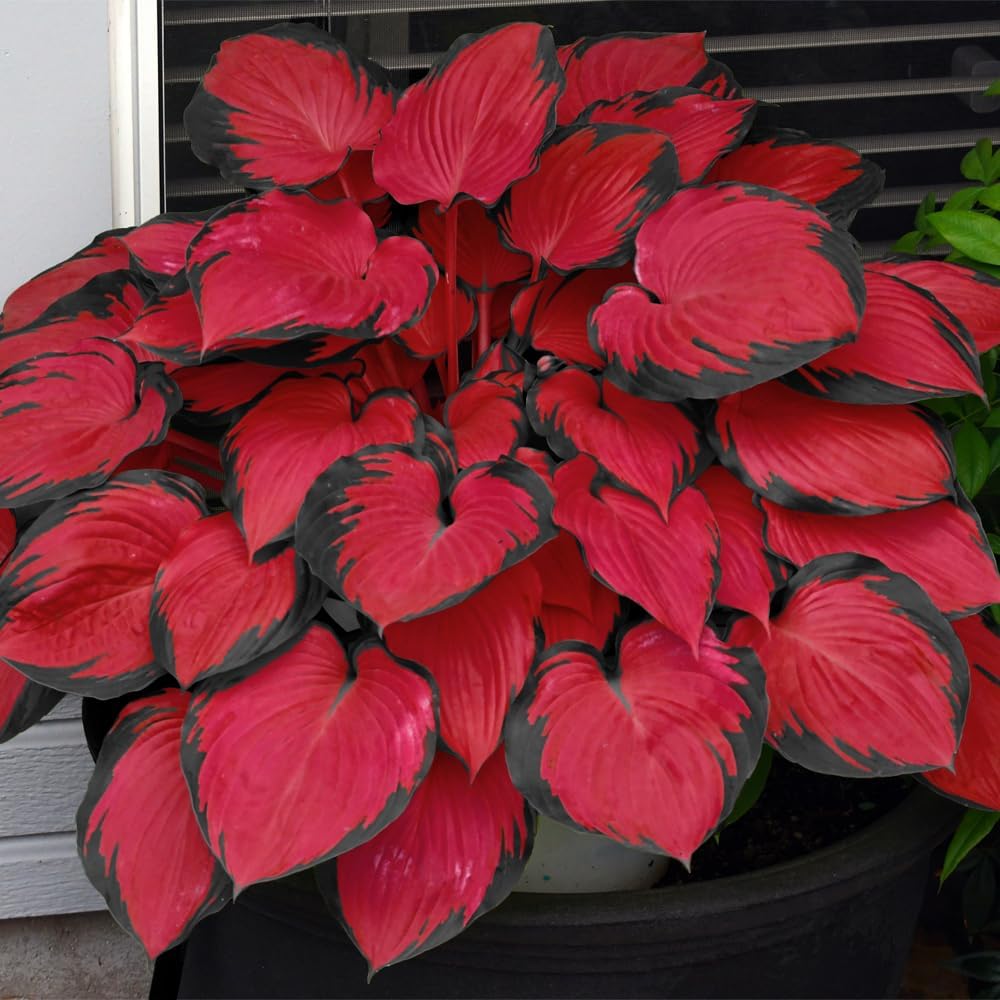 Rare Hosta Flower Seeds • Gardenizi