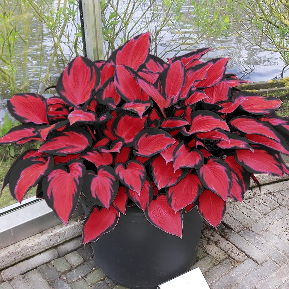 Rare Hosta Flower Seeds • Gardenizi
