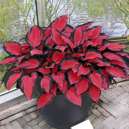 Rare Hosta Flower Seeds • Gardenizi
