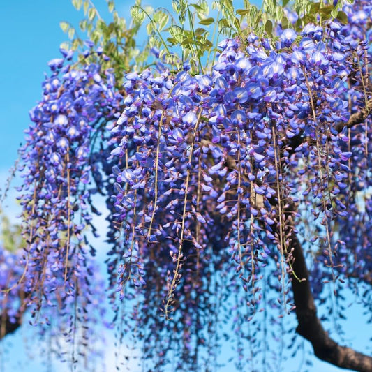 Lavish Blue Wisteria Tohumları • Gardenizi 