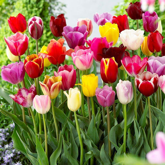 Premium Hollanda Lale Soğanları • Gardenizi