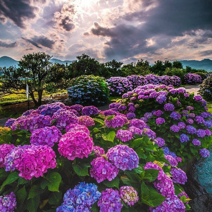 Kraliyet Ortanca Tohumları | Gardenizi