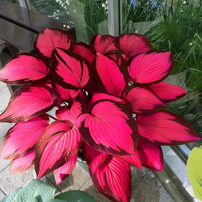 Rare Hosta Flower Seeds • Gardenizi