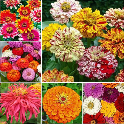 Zinnia Tohumları