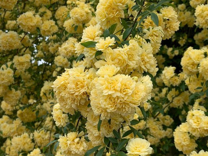 Rosa Banksiae Tohumları 