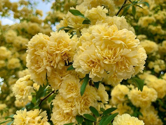 Rosa Banksiae Tohumları 