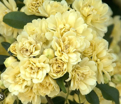 Rosa Banksiae Tohumları 