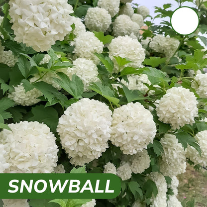 Kraliyet Ortanca Tohumları | Gardenizi