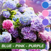 Blue-Pink-Purple