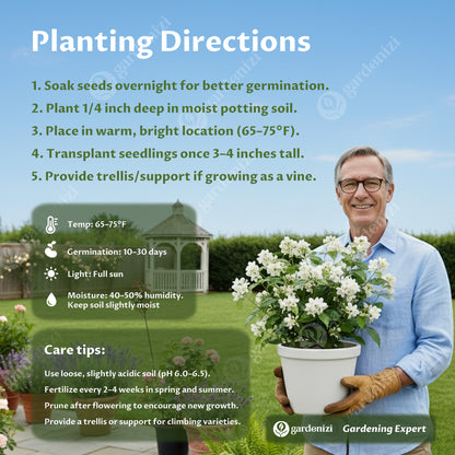 Majestic Yasemin Tohumları