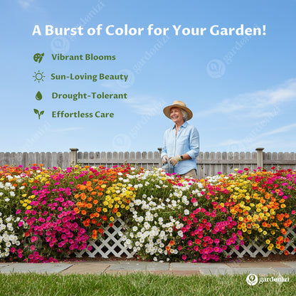 Yosun Gülü Tohumları (Karışık) 