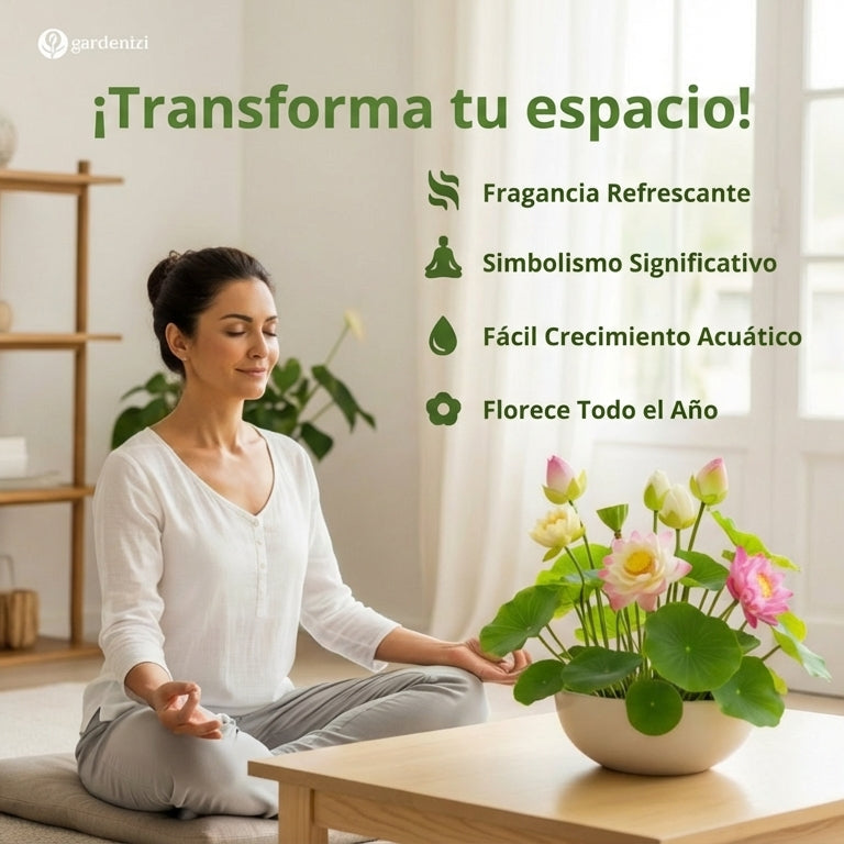 Semillas de Loto de Cuenco Premium