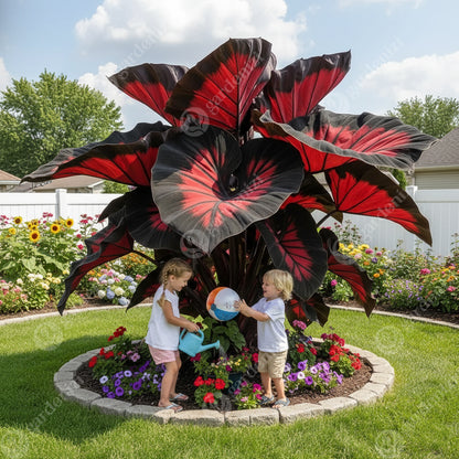 Rare Giant Caladium Seeds • Gardenizi