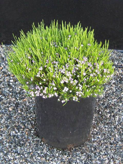 'Pembe' Diosma Tohumu 