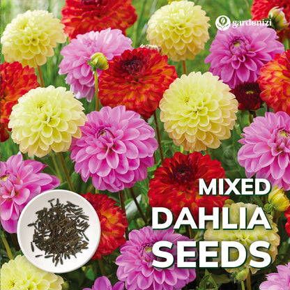 Karışık Dahlia Tohumları 