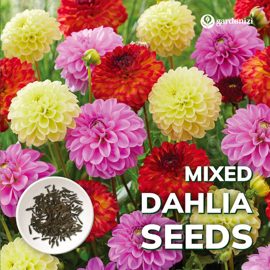 Karışık Dahlia Tohumları 