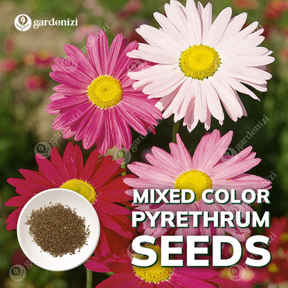 Insect Killer: Mixed Color Pyrethrum Seeds